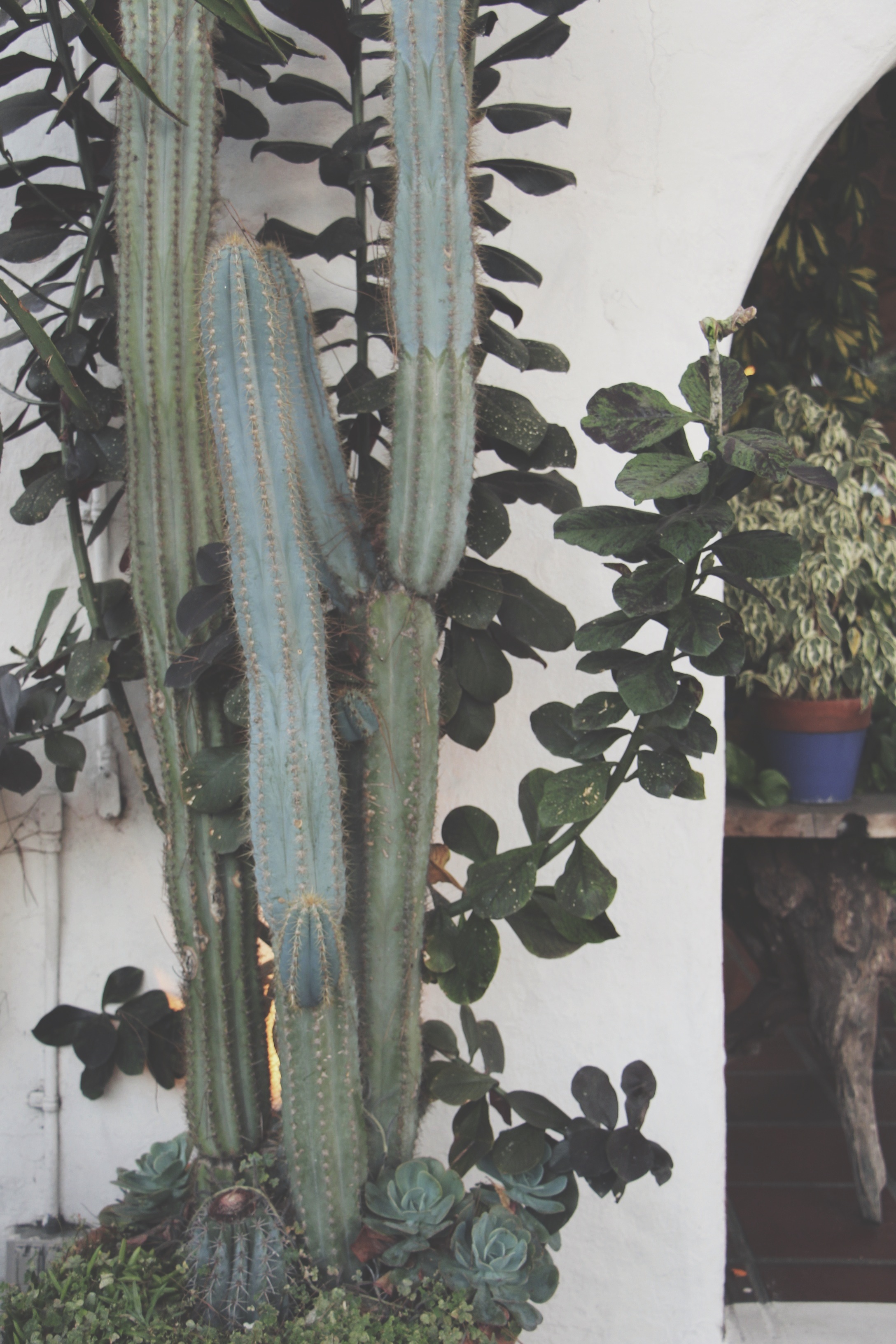 Cacti and Succulents in Old Town, CA via Needles + Leaves